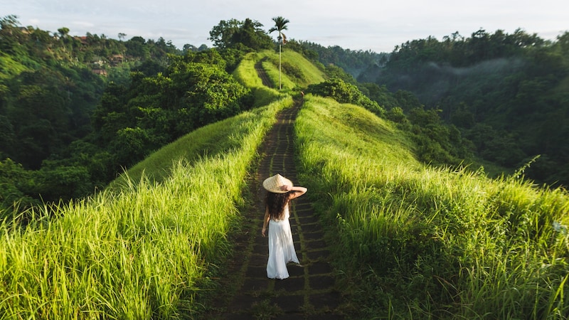 Grün, das besticht – Tropenklima und Vulkanismus bestimmen die Natur auf Bali, sorgen dafür, dass die Reisfelder reiche Ernten bringen. (Bild: stock.adobe.com/Oleg Breslavtsev - stock.adobe.com)