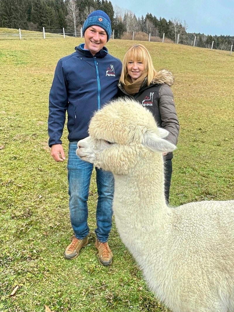 Auf ihrem Bergbauernhof züchten Anita und Christian Stauder kuschelige Alpakas. (Bild: Diana Krulei)