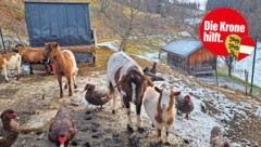 Jeden Tag legt Frau N. über 100 Kilometer zurück, um den Tieren einen schönen Lebensabend zu ...