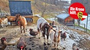 Jeden Tag legt Frau N. über 100 Kilometer zurück, um den Tieren einen schönen Lebensabend zu ...