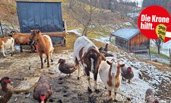 Jeden Tag legt Frau N. über 100 Kilometer zurück, um den Tieren einen schönen Lebensabend zu ...