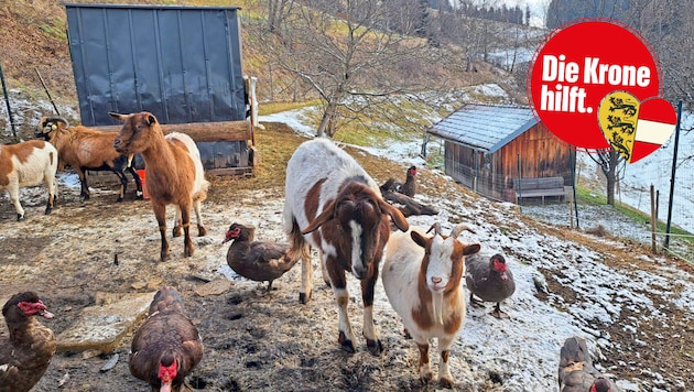 Jeden Tag legt Frau N. über 100 Kilometer zurück, um den Tieren einen schönen Lebensabend zu bereiten. Sie ist nun auf Ihre Hilfe angewiesen (Bild: zvg)