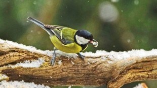 Ob Rotkehlchen oder Meise – alle Landleute sind aufgerufen, Anfang Jänner möglichst viele Wintervögel mit dem Feldstecher ins Visier zu nehmen und zu zählen. (Bild: Litzlbauer Alois/Alois Litzlbauer)