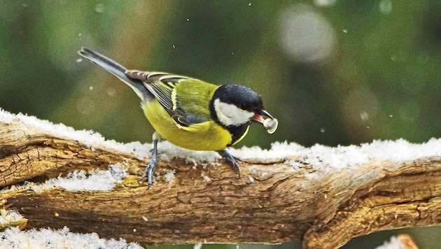 Whether robin or titmouse - all country folk are called upon to spot and count as many winter birds as possible with binoculars at the beginning of January. (Bild: Litzlbauer Alois/Alois Litzlbauer)