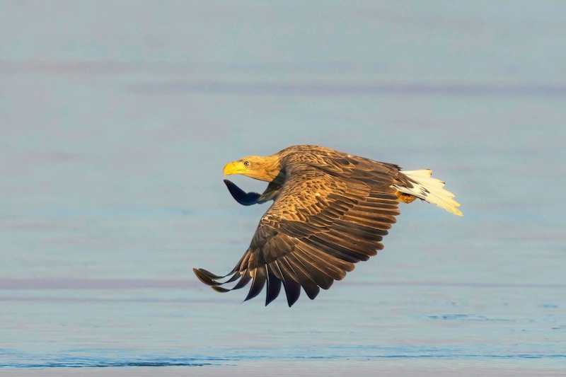 White-tailed eagles have their territories in the future national park. (Bild: Peter Frießer)