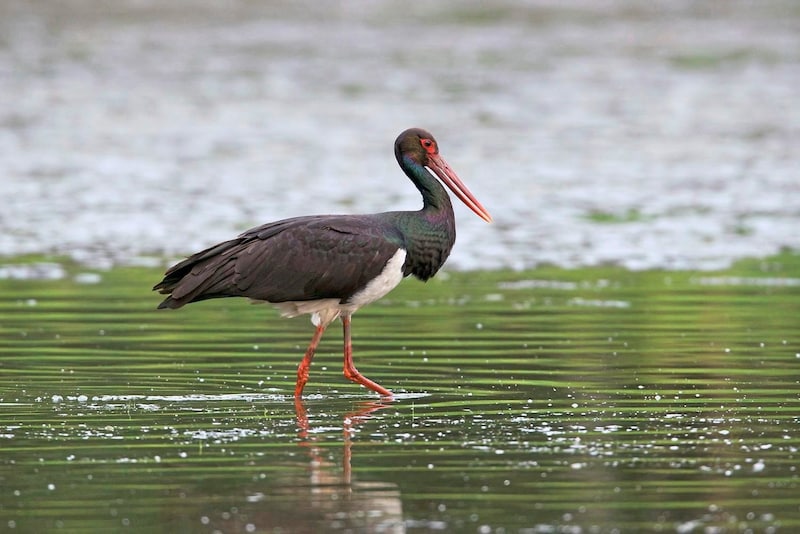 Rare black storks can also be observed there. (Bild: Kainz Florian/Florian Kainz)