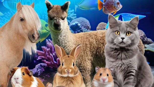 From alpacas and cats to rodents, fish and amphibians: you can experience them all at the festival. (Bild: www.tierfestival.at)