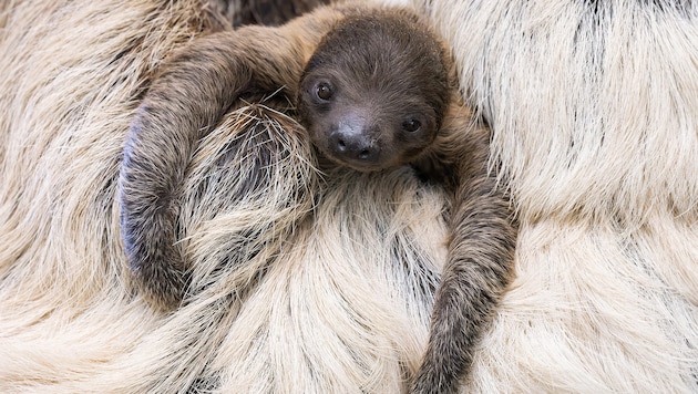 The young must be suckled for around six months. (Bild: APA/TIERGARTEN SCHÖNBRUNN/DANIEL ZUPANC)