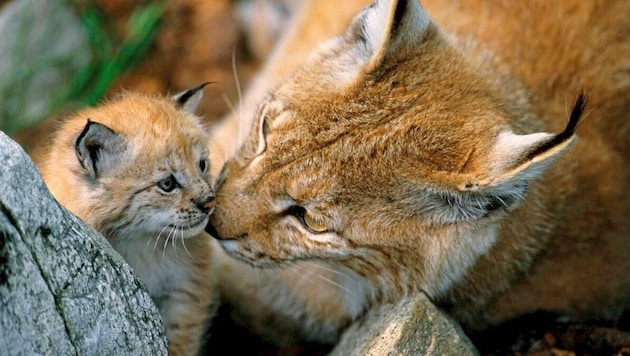 Luchse sind in Sachen Wildtierkriminalität stark betroffen (Bild: Staffan Widstrand/WWF)