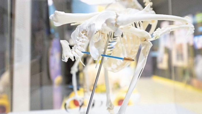 Sonderschau im Museum NÖ behandelt Wildtierkriminalität.