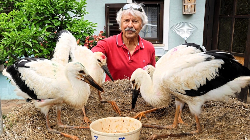 So many animals owe their lives to the "stork father": Helmut Rosenthaler with some of his protégés at his Tillmitsch station. (Bild: Jauschowetz Christian/Christian Jauschowetz)