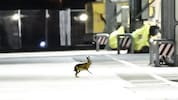 Feldhasen schätzen das Flughafen-Areal. Wie viele Tiere es dort gibt, ist allerdings unklar.