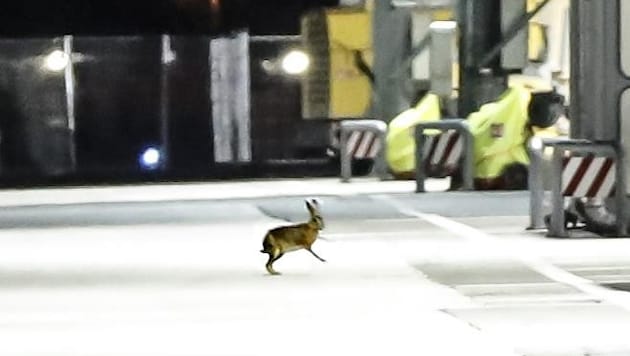 Feldhasen schätzen das Flughafen-Areal. Wie viele Tiere es dort gibt, ist allerdings unklar. (Bild: Tschepp Markus)