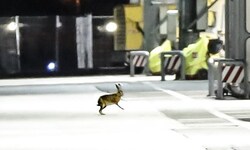 Feldhasen schätzen das Flughafen-Areal. Wie viele Tiere es dort gibt, ist allerdings unklar.