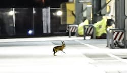Feldhasen schätzen das Flughafen-Areal. Wie viele Tiere es dort gibt, ist allerdings unklar.