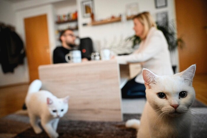 Beim Interview mit Conny Bischofberger und den beiden Britisch-Kurzhaar-Katzen „Qarniya“ und ...