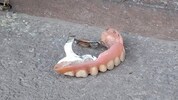 Diese Oberkiefer-Prothese lag am Gehsteig der Leopold Gattringer Straße 83 in Brunn am Gebirge. ...