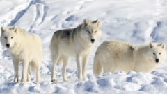 Am Stilfser Joch wurden Wölfe auf einer Skipiste gesichtet. (Symbolbild) (Bild: stock.adobe.com/karlumbriaco)