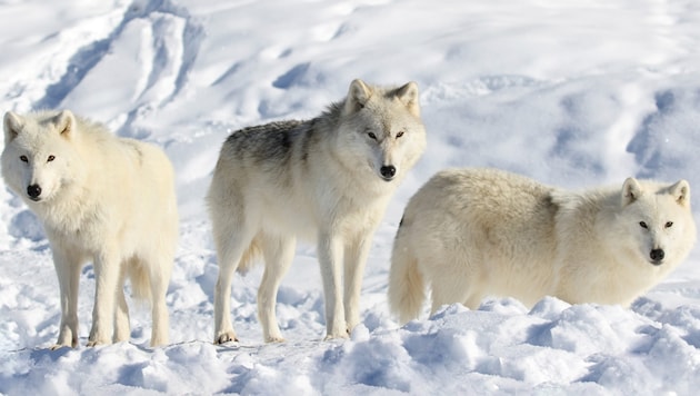 Wolves were spotted on a ski slope on the Stelvio Pass. (symbolic image) (Bild: stock.adobe.com/karlumbriaco)