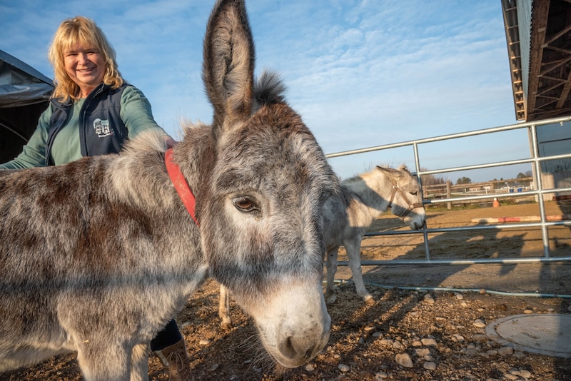 Die beiden Eseldamen Lotti und Liesi eignen sich besondes gut für Therapien für Kinder mit ADHS.  (Bild: Doris_SEEBACHER)