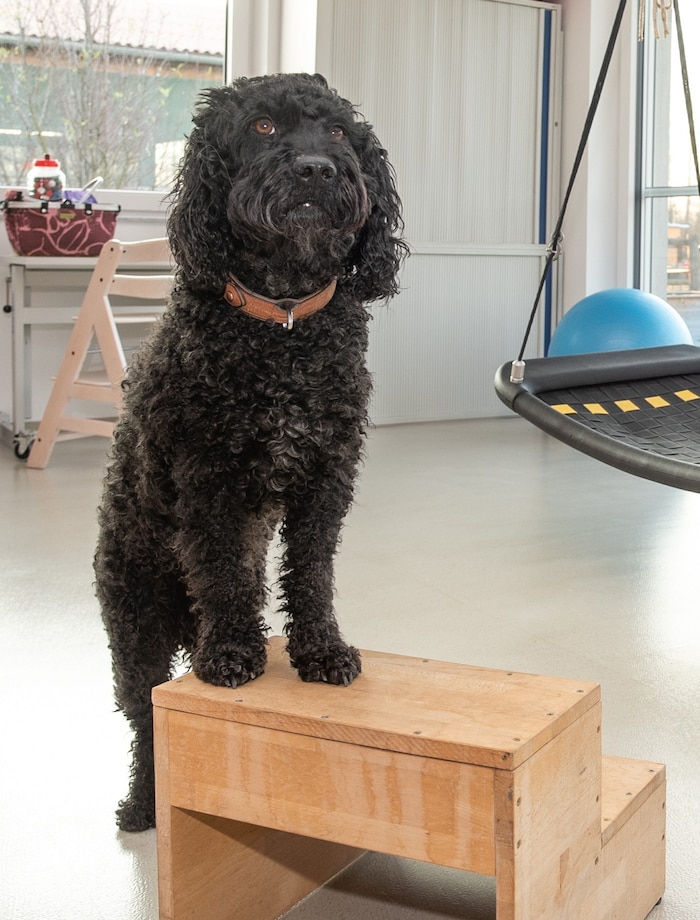Therapiehund Alfi ist bei jedem Erstgespräch dabei. 