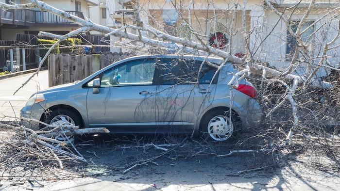 Ein auf ein Auto gestürzter Baum in Monterey