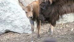 Vor wenigen Tagen erblickte das junge Tier das Licht der Welt. (Bild: Alpenzoo Innsbruck)