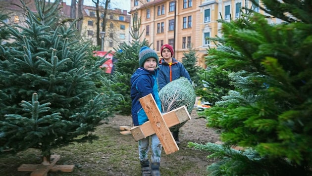 David and Valentin were at Hasnerplatz in Graz with their mother and carried the tree home all by themselves. (Bild: Pail Sepp)