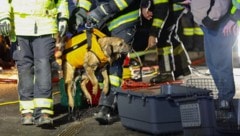 Höhenretter der Feuerwehr befreiten das Tier aus seiner misslichen Lage (Bild: Matthias Lauber/laumat.at/laumat)