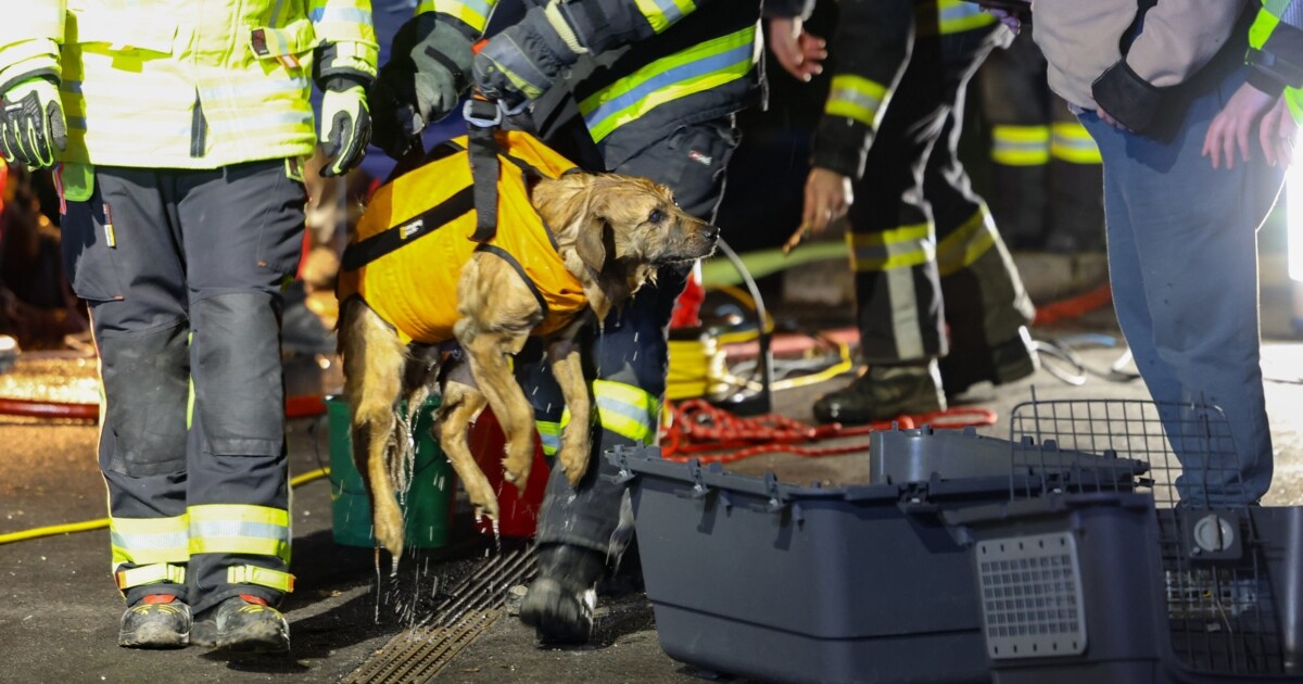 Wäre fast ertrunken Hund von Feuerwehr aus Jauchegrube gerettet