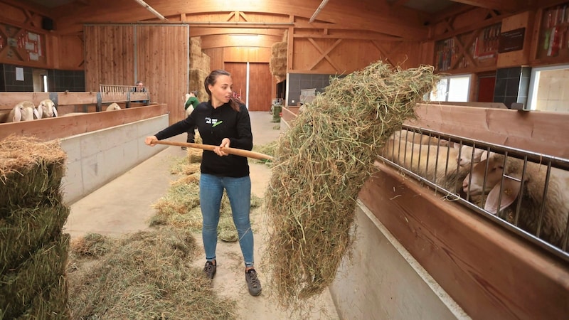 Laura packt natürlich auch im Stall immer gerne mit an. (Bild: Birbaumer Christof)