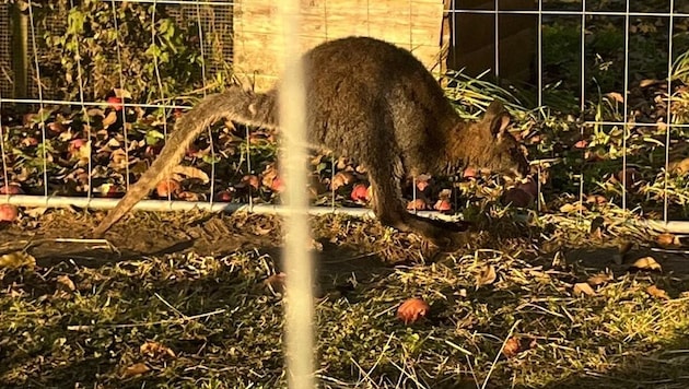 Känguru „Mirko“ ist wieder wohlbehütet zu Hause angekommen und genießt nach einem ereignisreichen Tag seinen  Feierabend. (Bild: zVg)