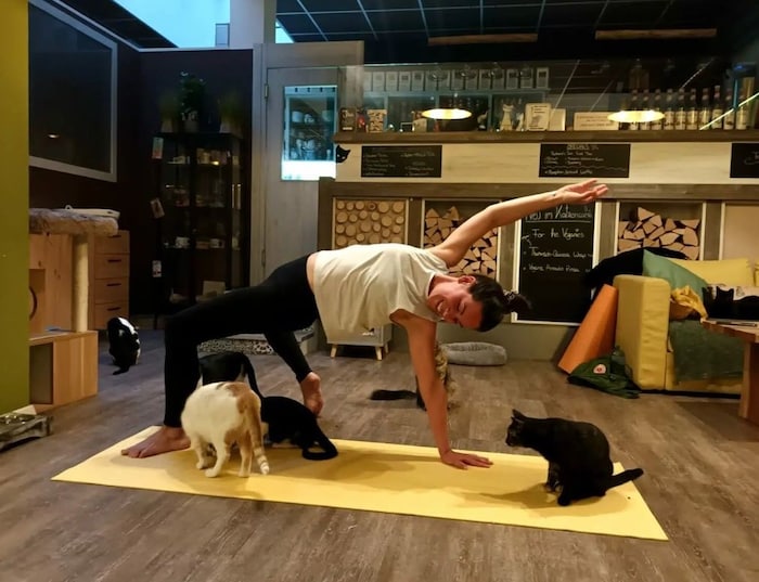 Yoga mit Lehrerin Olivia Pinna und Katzen.