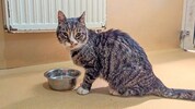 Nach abenteuerlichen drei Jahren in der Fremde ist „Pancho“ nun wieder bei seiner Besitzerin.