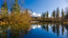 Frühwinter am renaturierten Almbach – das Gebiet zwischen Hallein und Adnet wurde 2016/17 als Schutz vor Hochwasser renaturiert. Inwieweit in Zukunft Renaturierung stattfinden wird, bleibt fraglich. (Bild: Uwe Grinzinger)