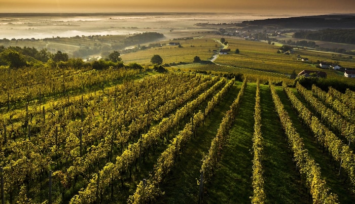 Uwe Schiefer's Blaufränkisch from the famous Reihburg vineyard on the Eisenberg is a coveted ...