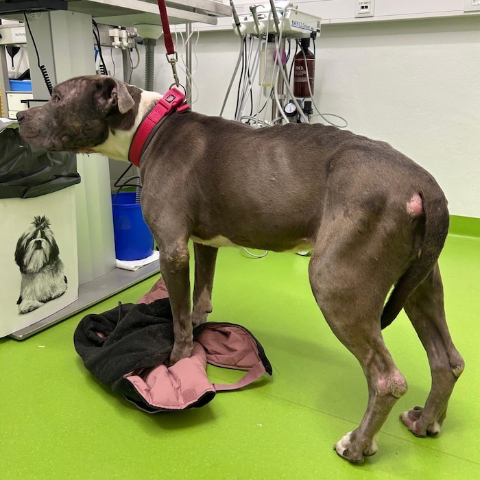 „Amy“ musste zum Tierarzt gebracht werden.