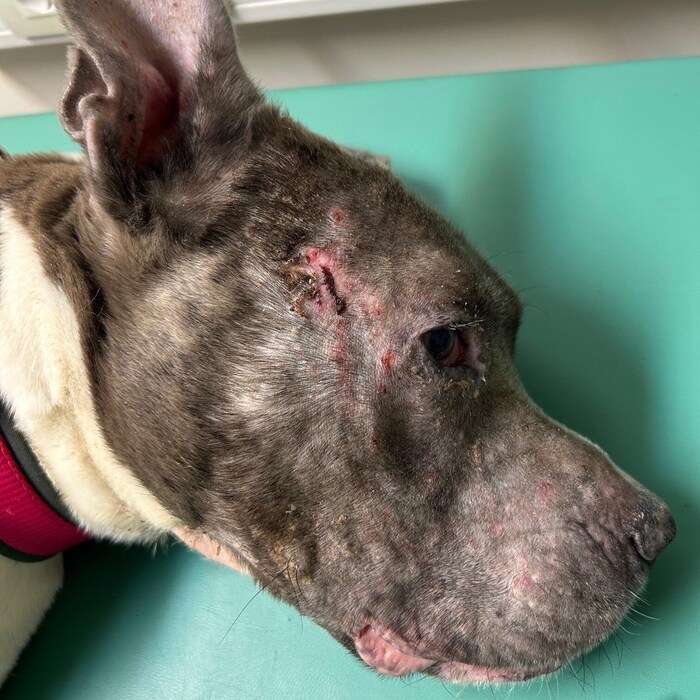 „Amy“ musste zum Tierarzt gebracht werden.