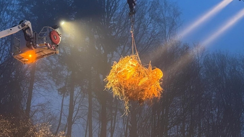 Der Wurzelstock beim Abtransport. (Bild: FF Vöcklabruck )