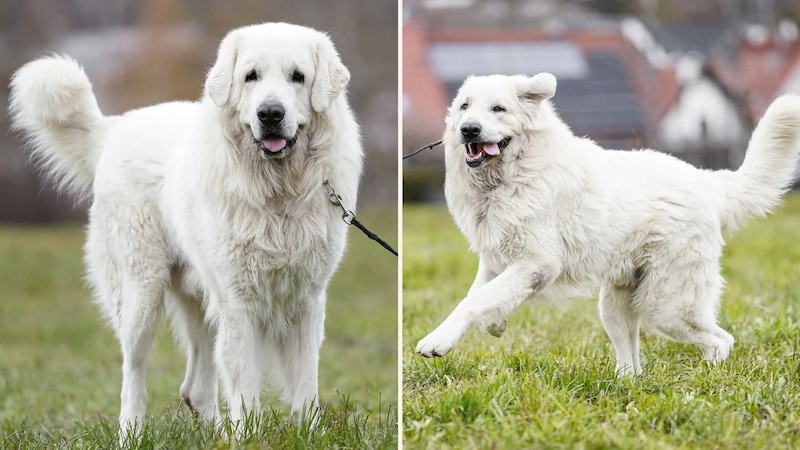 Flauschkugel sucht Schmusepartner.  (Bild: TSV Tirol)