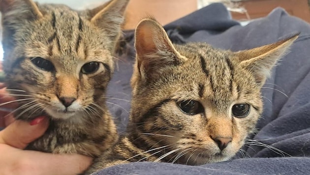 Die beiden Kater wurden an einer Bushaltestelle gefunden (Bild: PFOTENHILFE)