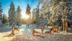 Gerade bei Schneelage ist jede Flucht für Wildtiere sehr anstrengend.  (Bild: Tischler Andreas/ViennaPress / Andreas TISCHLER)