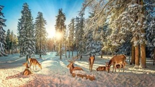 Gerade bei Schneelage ist jede Flucht für Wildtiere sehr anstrengend.  (Bild: Tischler Andreas/ViennaPress / Andreas TISCHLER)