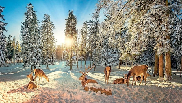 Gerade bei Schneelage ist jede Flucht für Wildtiere sehr anstrengend.  (Bild: Tischler Andreas/ViennaPress / Andreas TISCHLER)