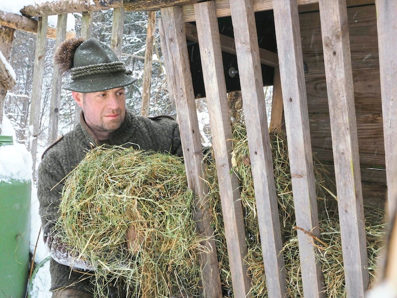 Das Wild braucht das sorgsam von Hegern in die Krippen gestreute Heu. (Bild: Moser Gabriele/Gabriele Moser)