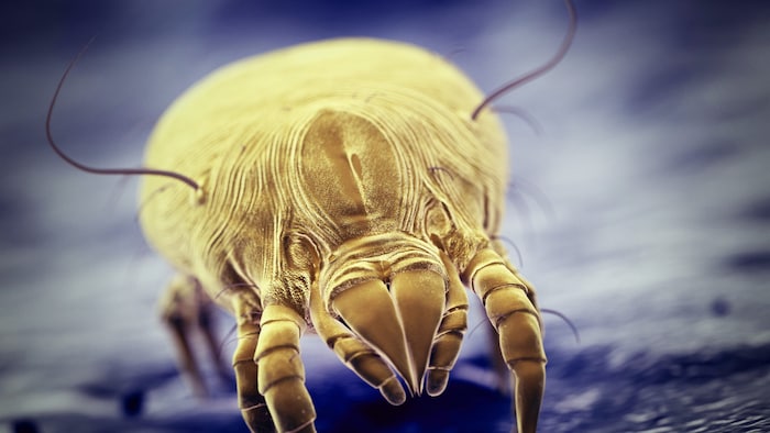 Die Hausstaubmilbe ist ein häufiger Allergieauslöser.