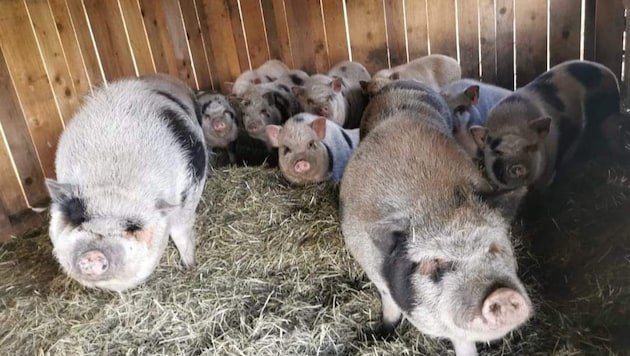 The pigs are kept in the barn overnight, but are also allowed indoors during the day. (Bild: Bernadette E.)