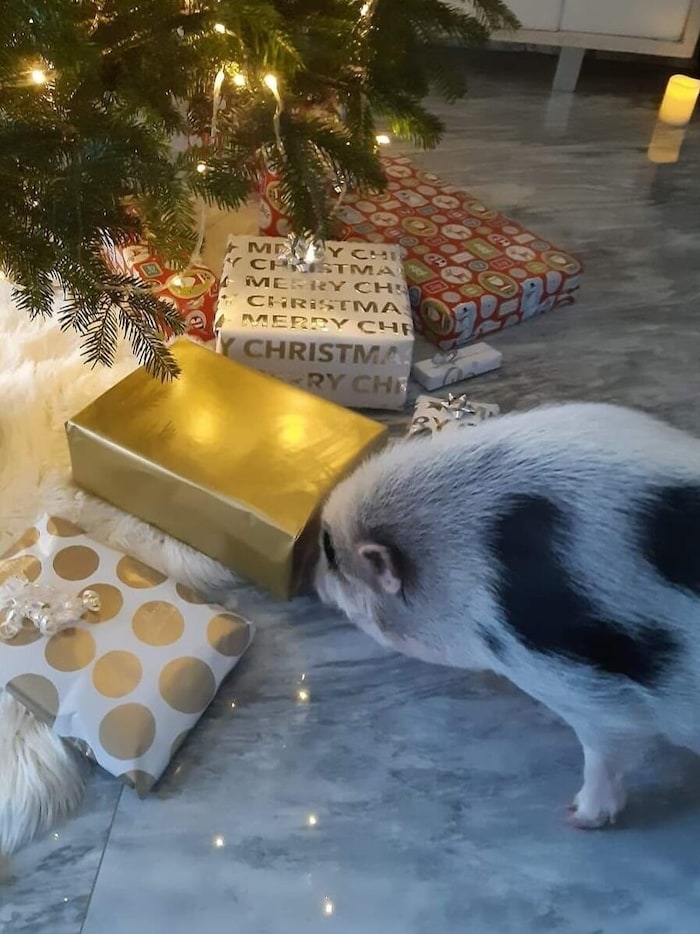The animals are everywhere.