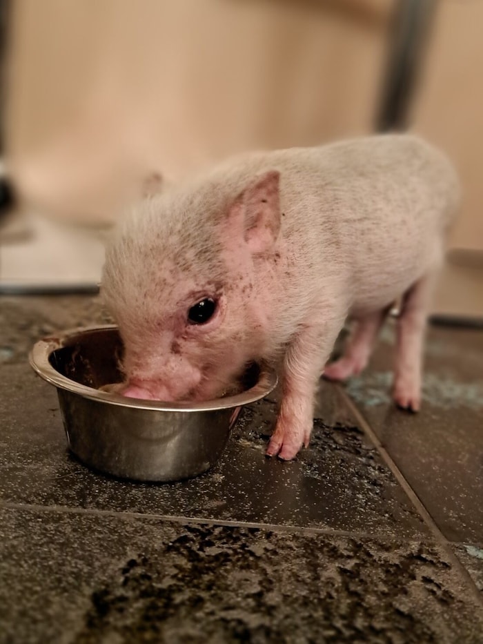 We are looking for animal-loving homes for the cute "grunts".