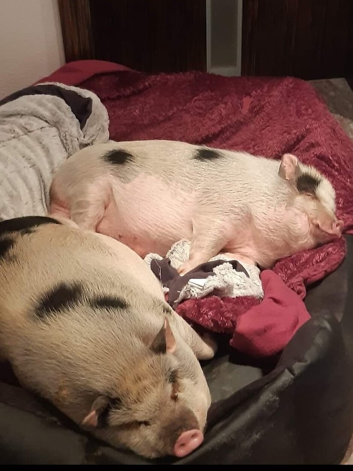 The pigs feel "very comfortable"